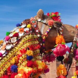 Camel Festival Bikaner, Rajasthan