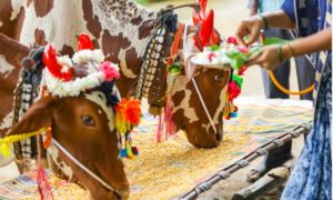 nagpur-cattle-fair