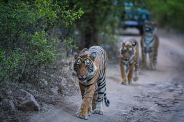 Mini Wildlife Tour Of Rajasthan tours