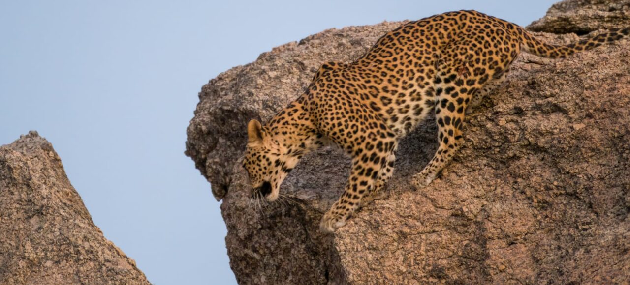 Rajasthan india wildlife