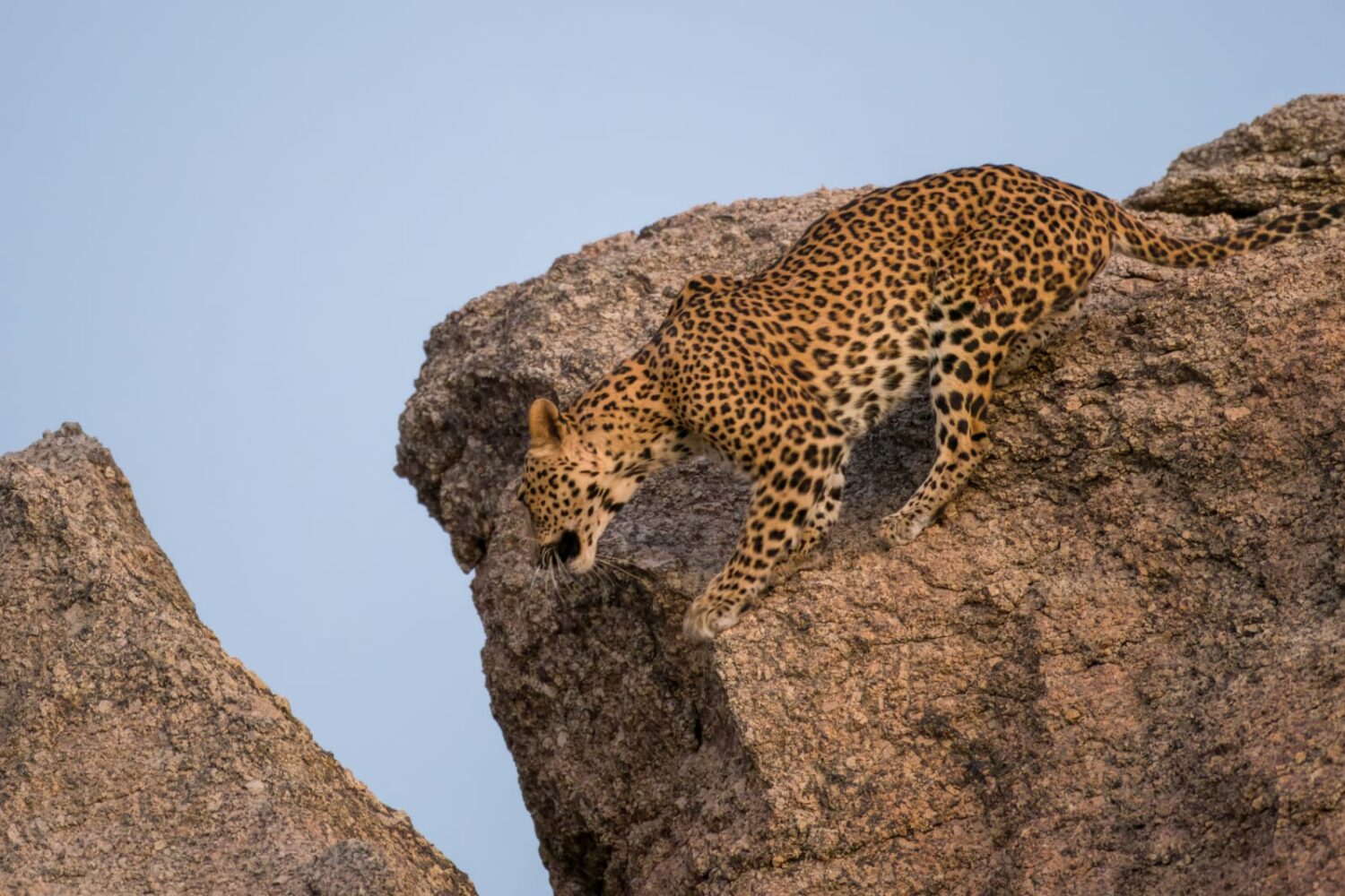 Rajasthan india wildlife