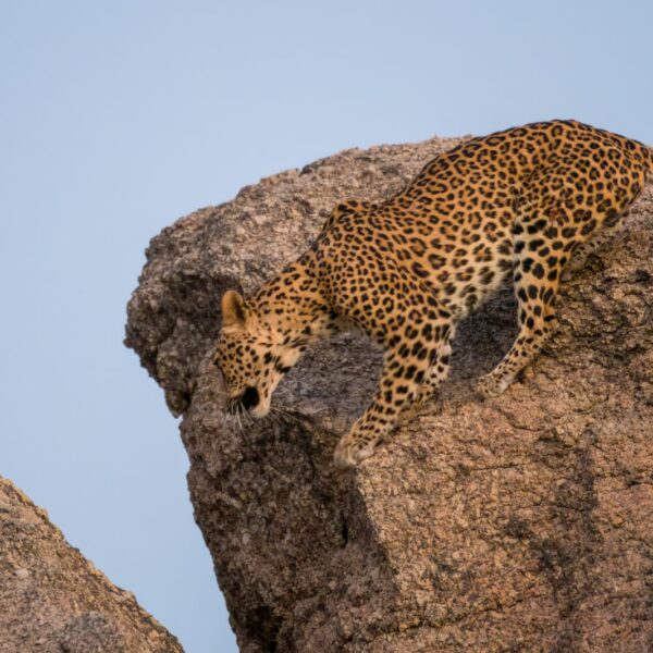 Rajasthan india wildlife