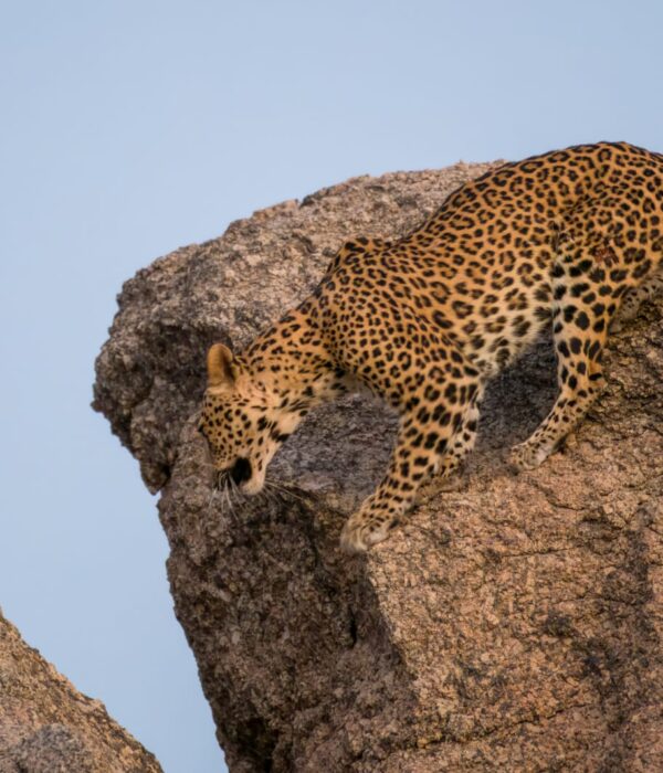 Rajasthan india wildlife