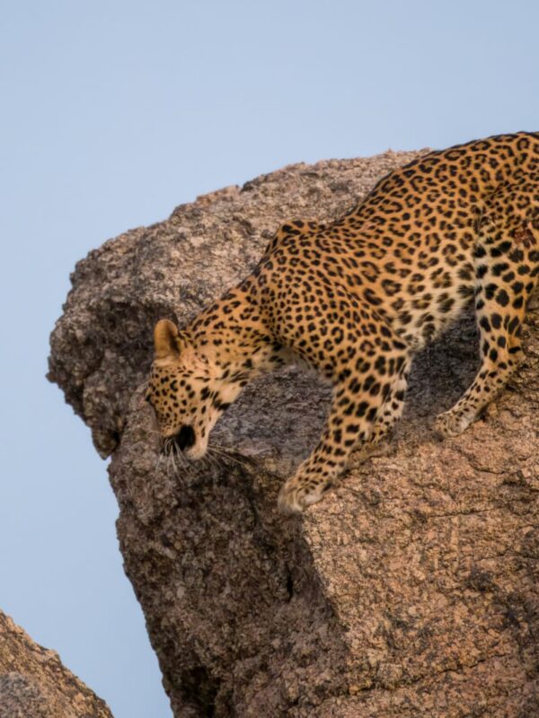 Rajasthan india wildlife