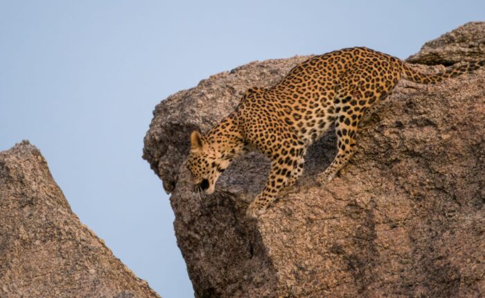 Rajasthan india wildlife