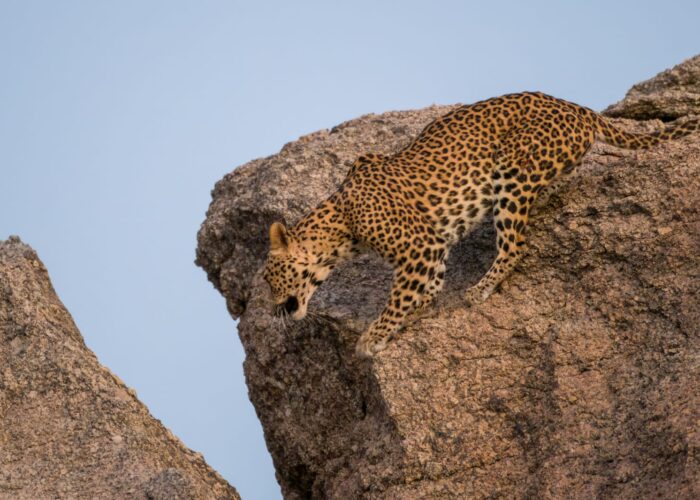 Rajasthan india wildlife