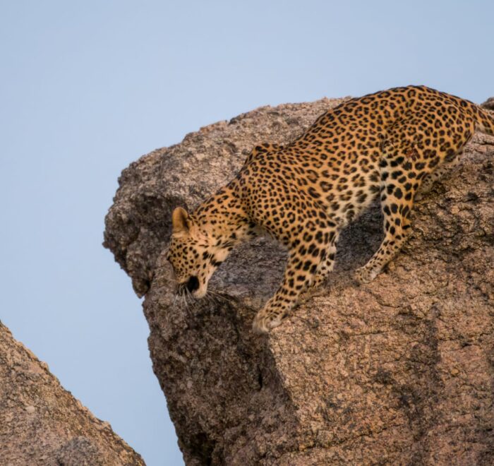Rajasthan india wildlife