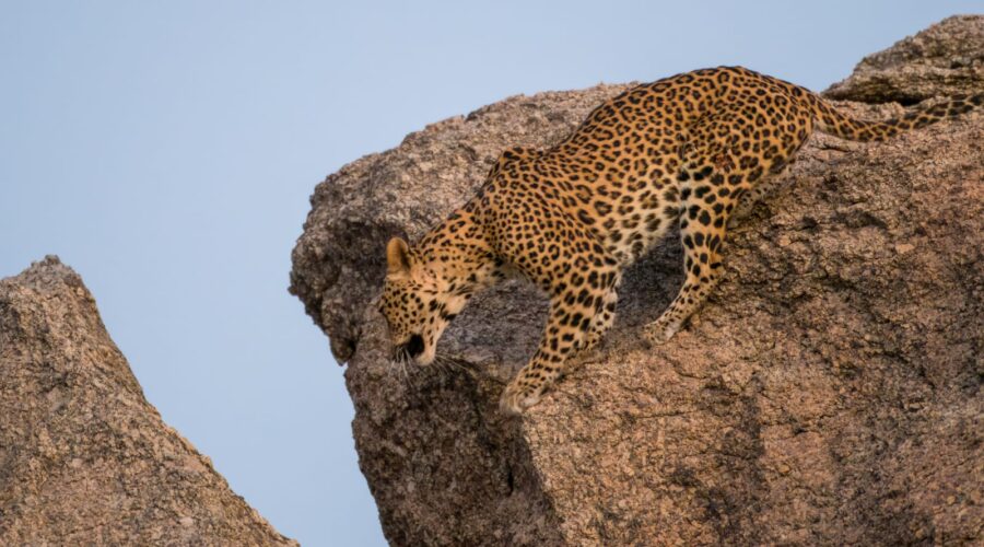 Rajasthan india wildlife