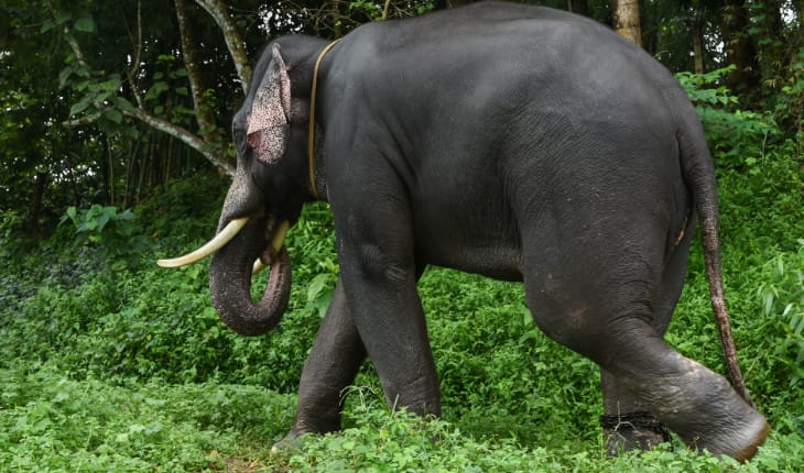 Periyar National Park - Truly India Tours
